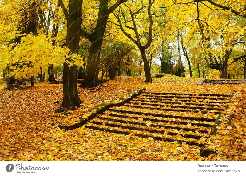 autumn cityscape yellow nature lane park tree landscape season road sunlight foliage fall outdoors october orange forest green golden day bright scene beautiful