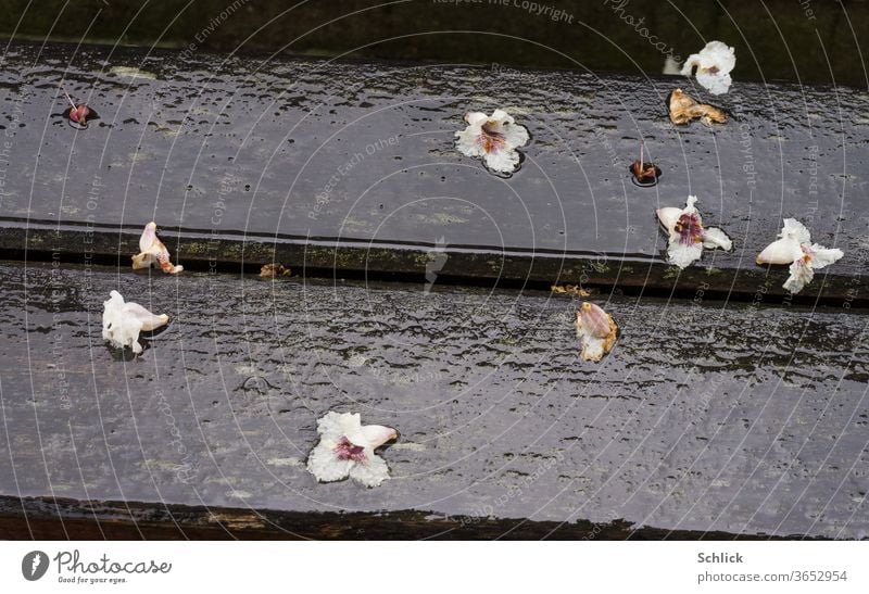 The fallen flowers of the horse chestnut lie on a wet park bench in the rain bleed Park bench Close-up Rain Rainy weather Wet Lie Horse chestnut summer rain