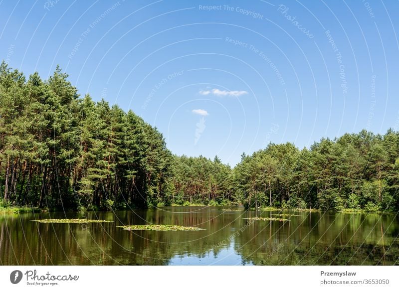 Pond in Laski (community Boleslaw, Poland) pond nature landscape laski poland travel tourism outdoors lake sky clouds tree forest summer seasonal horizontal day