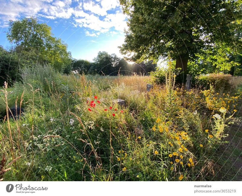 wild beauty wild flowers herbs wild garden natural Sustainability already enchanting Red poppy flower Chamomile grass Summer relax Fragrance Odor summer meadow