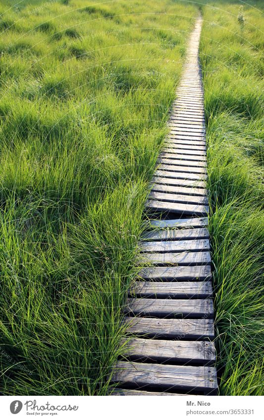 Who's up? Landscape Nature Woodway Bog Loneliness Right ahead Idyll High venn Hiking Plant Grass Target Environment Vacation & Travel Trip Nature reserve