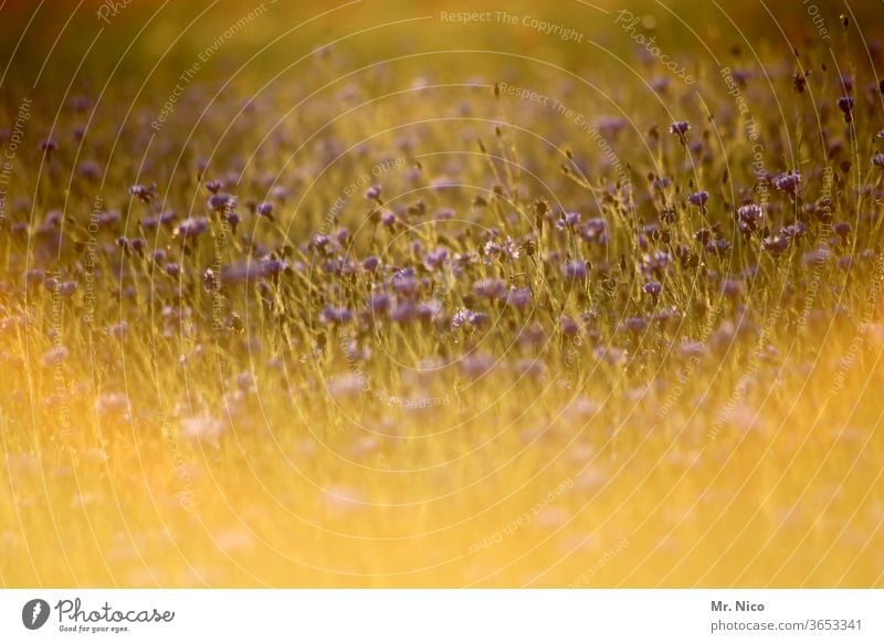 Wild flowers against the light Nature Environment Plant Summer Landscape Flower meadow Warmth Wild plant bleed Summery Fragrance Meadow flower Summer's day