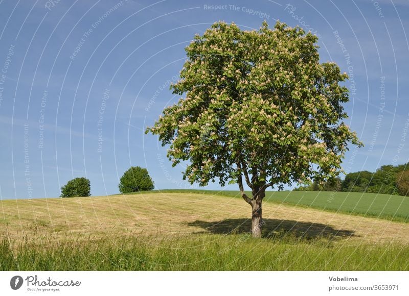 Tree in a field tree Field Chestnut Chestnut tree Horse chestnut horse chestnut tree acre Landscape Nature bleed Blossoming tree blossom hippocastanum spring