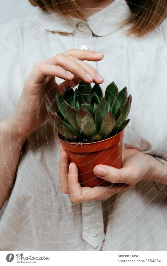 Closeup of woman's hands holding green succulent in her hands, selective focus succulents leaves propagation sprout gardening flower pot care growing organic