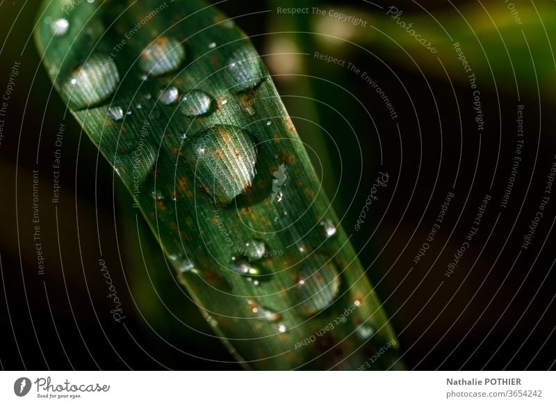 Water drops on blade of grass Drops of water Blade of grass Green black background Light Grass Rain Nature Close-up Exterior shot Detail