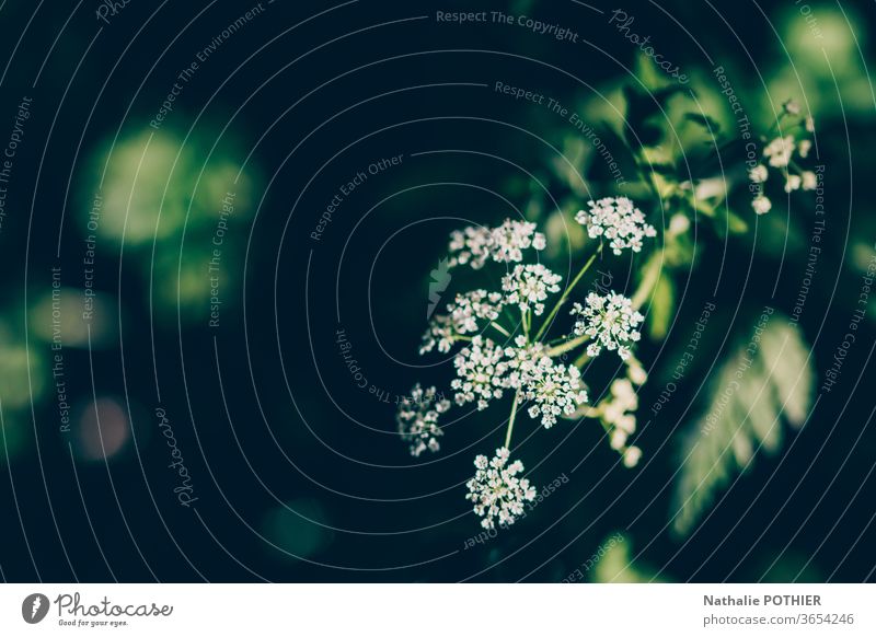 White wild flower on black background white flower Flower flowers Blossom Spring Colour photo Blossoming Plant Nature Garden Close-up Exterior shot