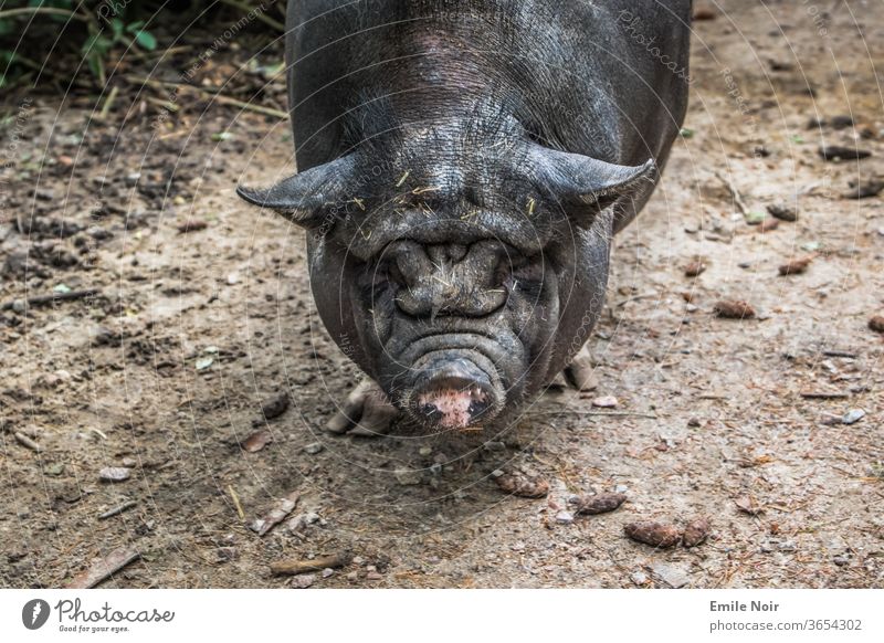 pot-bellied portrait Swine Pot-bellied pig Animal Colour photo Farm animal Animal portrait Nature Sow luck Snout Cute wrinkled