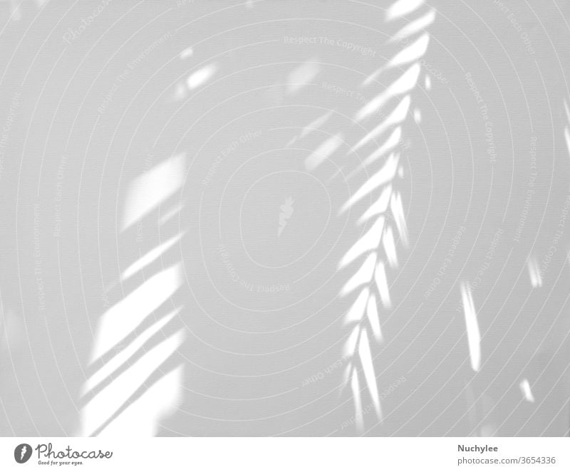 Realistic and organic tropical leaves natural shadow overlay effect on white texture background, for overlay on product presentation, backdrop and mockup