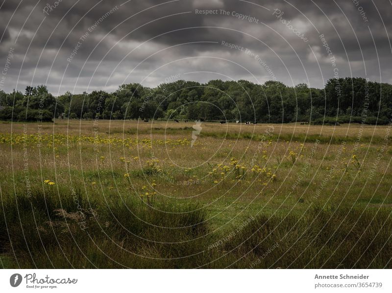 Landscape at the North Sea Netherlands meadow landscape Sky Clouds Exterior shot Colour photo Coast Nature Environment Horizon Grass Vacation & Travel Tourism