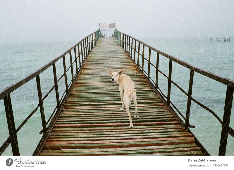 dog on the bridge seaside Bridge Sea bridge Ocean Water Coast Sky Colour photo Vacation & Travel Landscape Blue Clouds Day Nature Exterior shot Beach Tourism