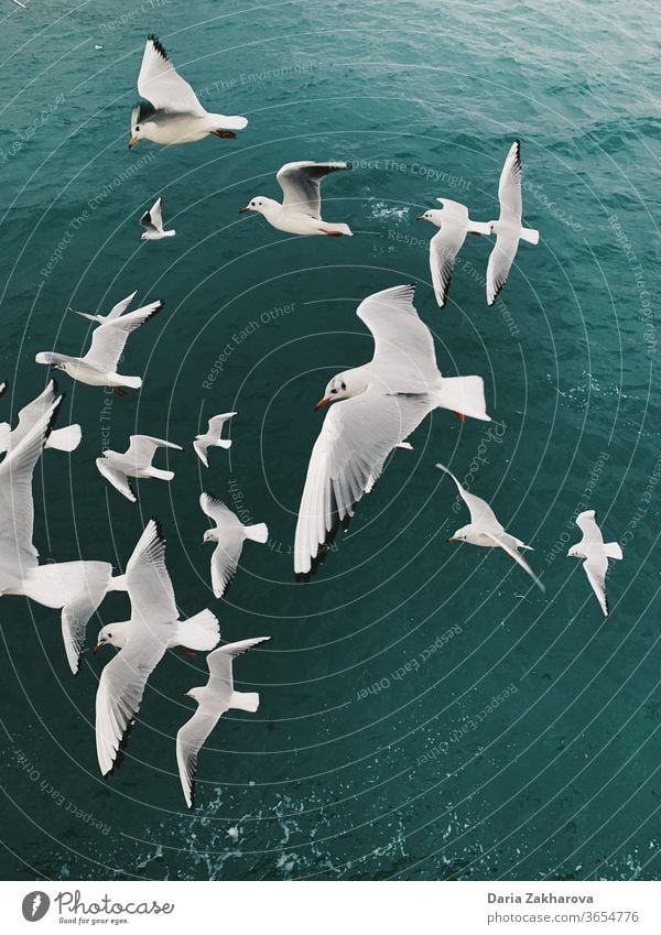 Seagulls above the sea birds seagull Flying water ocean Gull birds Freedom nature Exterior shot colour photo Wild animal together friends flight run troop flock