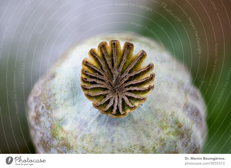 Poppy pod of the Oriental poppy, Papaver orientale Oriental Poppy fruit mature closeup