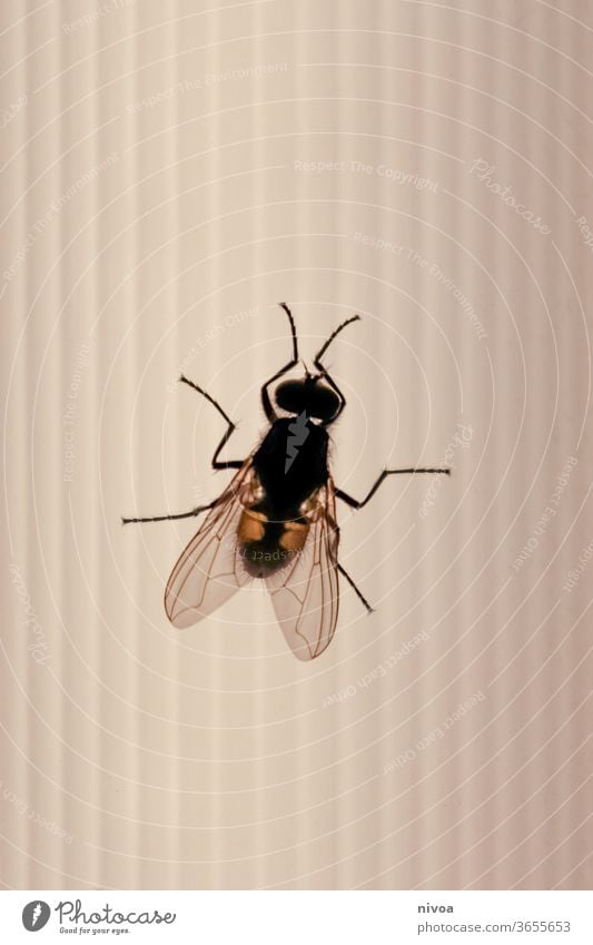 Close up fly Fly Insect Macro (Extreme close-up) Animal Transport Grand piano Flying Nature Animal portrait Black Close-up Legs Small Colour photo Detail