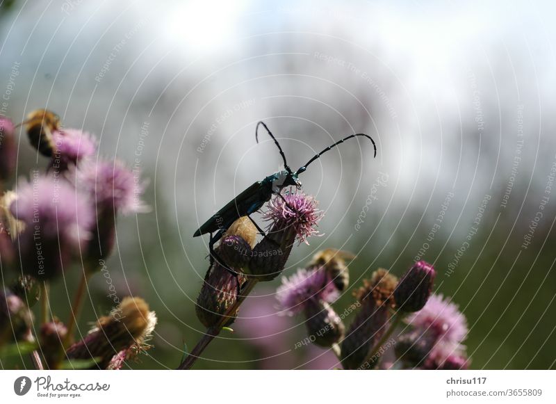 Muskbuck sitting on a creeping thistle Beetle Insect Nature Exterior shot Colour photo Summer Animal Close-up