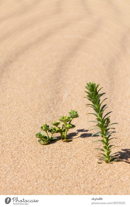 desert sun Desert Desert plant Nature Sunlight Sand Warmth Drought Environment dune Landscape Vacation & Travel Tourism Adventure Summer Hot Far-off places