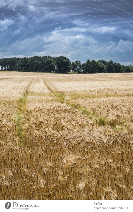 Storm clouds over a golden cornfield. Poppy poppys flowers Nature Cornfield Field Agriculture papaver Grain Barley rye acher field flower bleed poppyseed