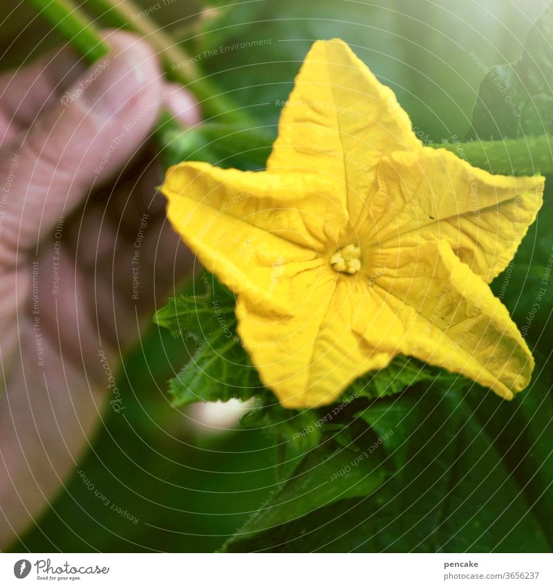 pickle? bleed Cucumber by hand Garden Food Colour photo Vegetable green Close-up Yellow Cucumber Blossom Lettuce