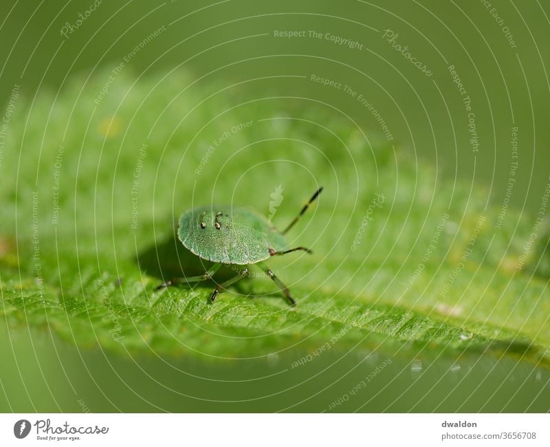 Small green beetle Beetle flaked stinging nettle Insect Nature Animal Close-up Macro (Extreme close-up) Colour photo Shallow depth of field Animal portrait