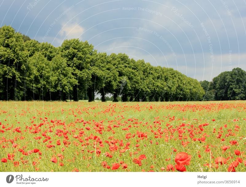 Mo(h)ntag - lots of corn poppies on a field next to a row of trees with cloudy sky Poppy Poppy field Corn poppy flowers bleed Poppy blossom Summer Avenue