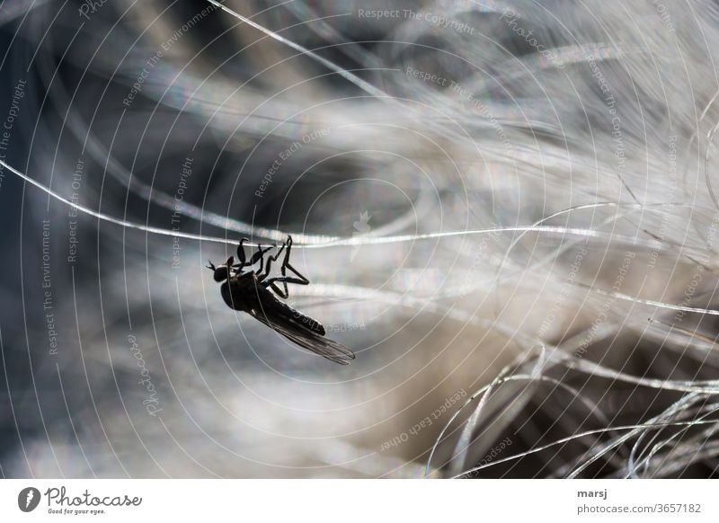 Some insect is hanging chilly on a hair Insect animal hair horse hair Thin relax balance Animal 1 Animal portrait Nature Wild animal Shallow depth of field