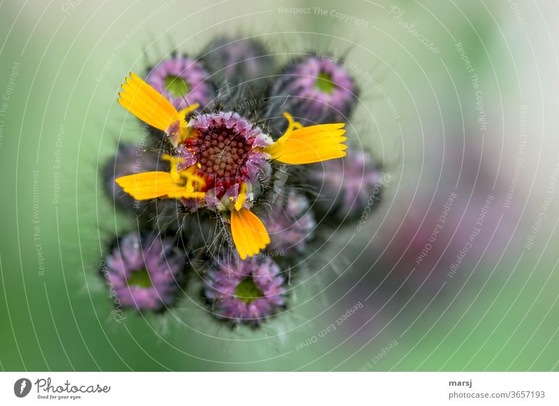 Sparse four petals form the beginning of a magnificent orange-red hawkweed flower Hawkweed Blossoming blossom Plant flowers orange hawkweed