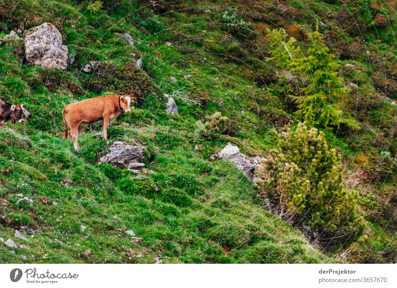 Cows at the Silsersee Silsersee Lake St. Moritz Swiss Alps Switzerland Grisons Engadine wanderlust Hiking trip Class outing nature conservation Endurance