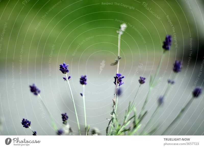 Some small lavender flowers in front of a blurred grey garden path and meadow green Lavender Violet Plant Summer Close-up bleed Blossoming