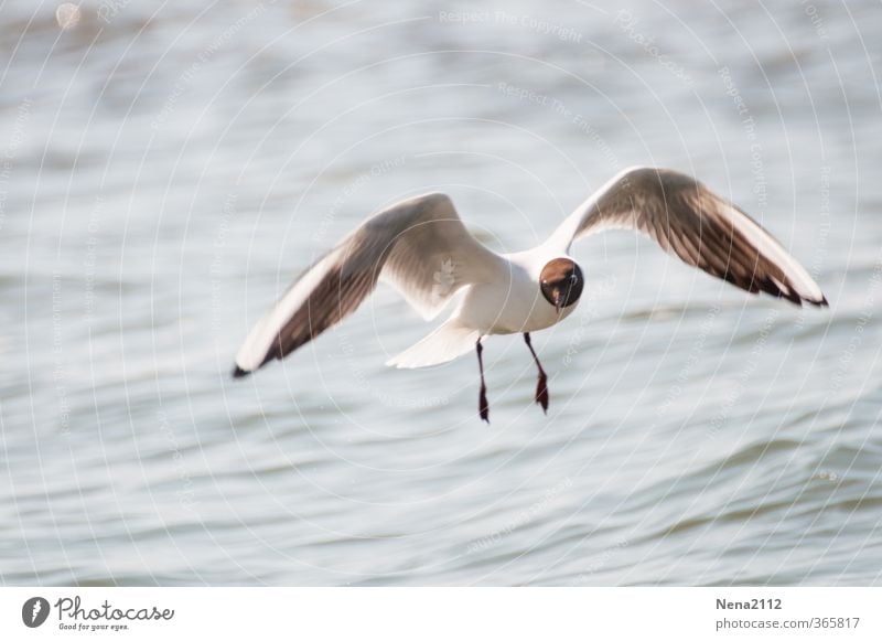 A taste for the sea Environment Nature Animal Water Beautiful weather Wind Coast Lakeside North Sea Baltic Sea Ocean Bird Animal face Wing Flying Esthetic Free