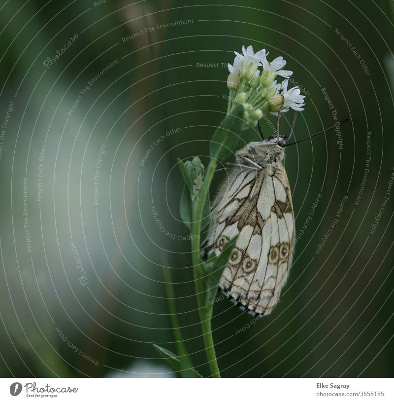 Mother-of-pearl butterfly Insect Butterfly Macro (Extreme close-up) Summer Close-up green Grand piano Nature Plant