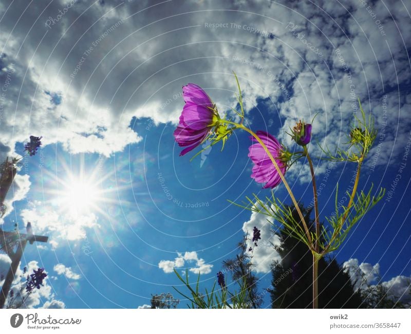 Prelude to a Kiss Environment Nature Landscape Plant Sky flowers Beautiful weather Summer Sun Clouds bushes bleed Wild plant Cosmos Blossoming Movement wood