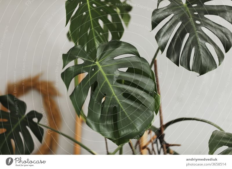 Big green leaf. Monstera leaf. Popular choice of florist using exotic jungle plant leaf. green leaves. selective focus. monstera popular flower arrangement big