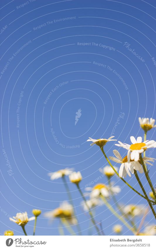 Camomile flowers with blue sky in the background Chamomile Camomile blossom Blue sky spring Summer Nature medicinal plant sunny day