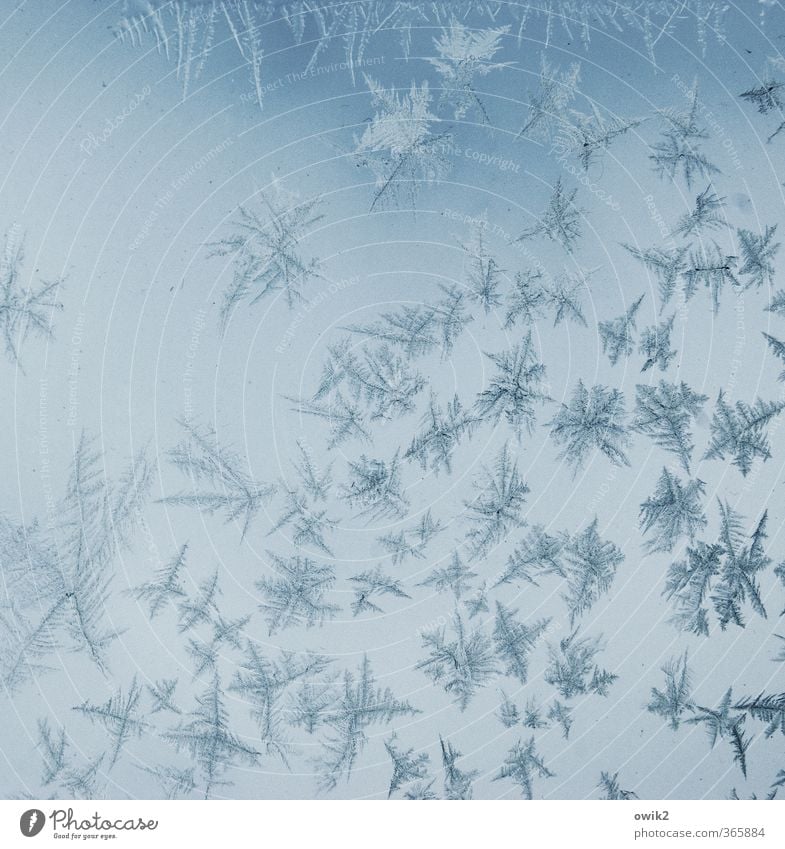 ice sheet Winter Ice Frost Ice crystal Frostwork Car Window Glass Freeze Thin Authentic Sharp-edged Small Near Point Thorny Many Crazy Blue Design Idyll Bizarre