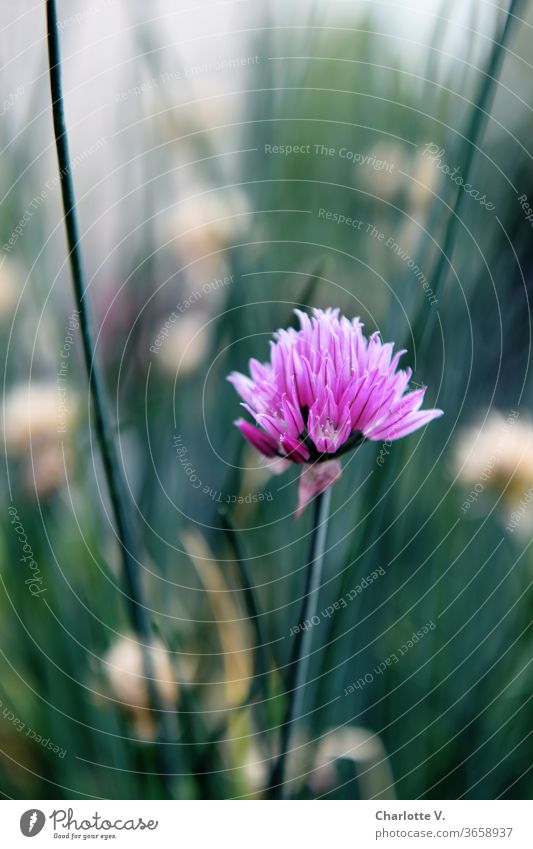 chive blossom Chives chives stalks Pink Magenta Delicate cold colours green Beige seasoning Plant bleed Close-up Colour photo Exterior shot Herbs and spices