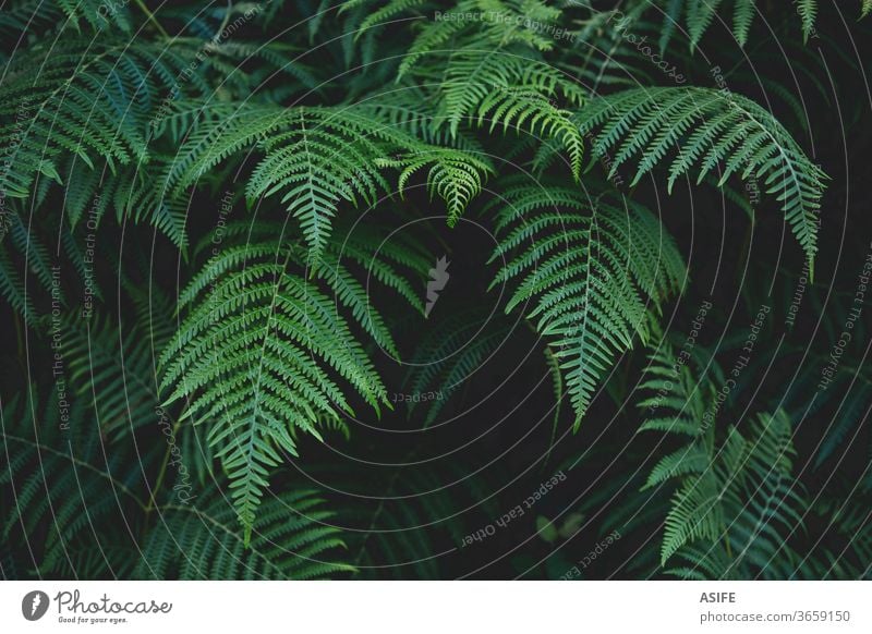 Fern leaves background fern nature bracken vegetation forest young beautiful spring botany summer dark abstract freshness greenery frond flora park grass