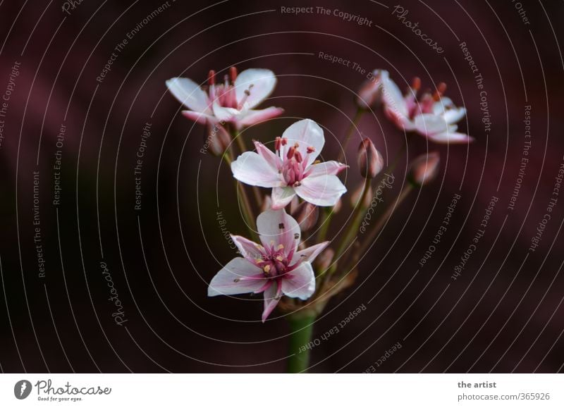 flower dream Nature Plant Flower Blossom Pink Red White Subdued colour Exterior shot