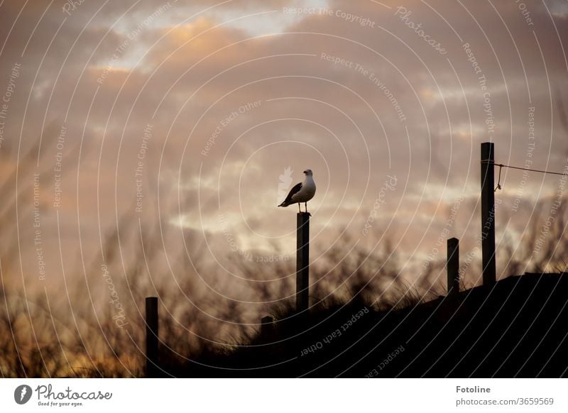 Bombers - or a seagull sits on a pole on the dune at sunset, waiting for its next victim to "cheat". Seagull Gull birds Animal Exterior shot Colour photo