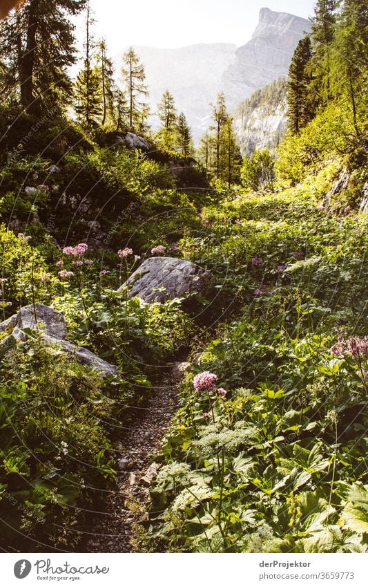 Hiking trail in the Berchtesgarden National Park Wide angle Panorama (View) Long shot Central perspective Deep depth of field Sunrise Sunlight