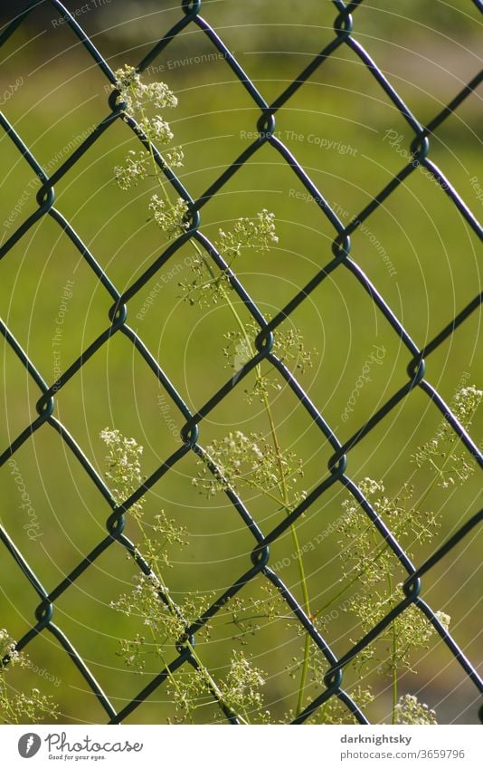 Wire mesh fence with flower Wire netting Fence Garden Border flowers Summer Wire netting fence Deserted Exterior shot Barrier Safety Colour photo Protection