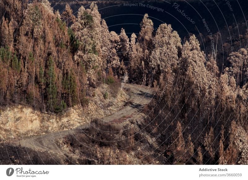 Mountain road in dry forest burn nature lifeless mountain tree destruct landscape disaster sunny ecology woodland amazing scenic peaceful daytime charred