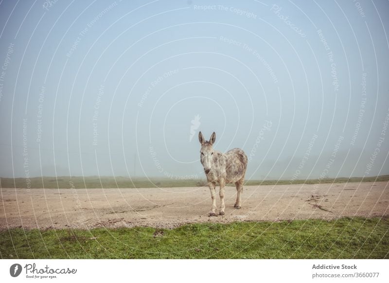 donkey standing on road and grazing in field graze pasture meadow domestic countryside nature fog morning animal rural environment farm idyllic tranquil season