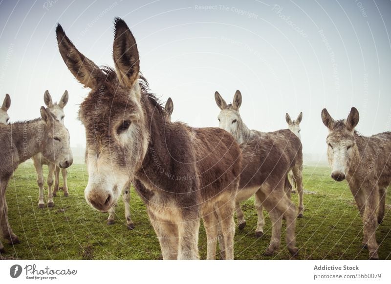 Herd of donkeys grazing in field herd graze pasture meadow domestic countryside nature fog morning animal rural environment farm idyllic tranquil season