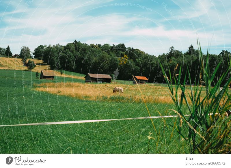 A horse in the pasture Willow tree rural Horse Nature Bavaria Meadow Farm Grass grasses idyllically Landscape Summer