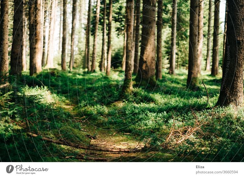 A trail in the forest Trail Forest path off Nature Lanes & trails green tree Environment Hiking Footpath Plant Deserted Calm Sunlight Exterior shot Light