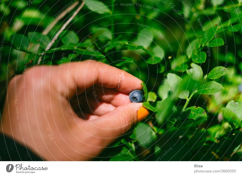 Picking wild blueberries in the forest Blueberry Wild Berries Forest Delicious Fresh Summer Nutrition Harvest Nature Exterior shot wild berry Mature Garden