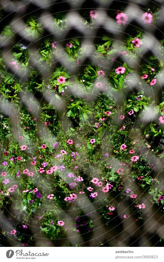 Flowers with waffle pattern Evening flash flowers blossom bleed conceit review Relaxation holidays Garden allotment Garden allotments Deserted Pattern Nature