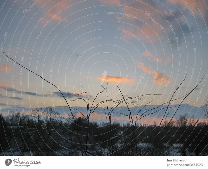 A winter landscape at sunset. On the blue sky with colourful clouds spiny stems draw a dark drawing. In the lower part of the picture you can see snow and dark trees without leaves.