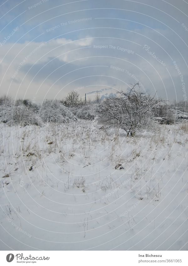 A winter landscape in light tones with few dark colours. The ground, the tree, the bushes in the distance are covered with snow, on the sky hang white and light grey clouds, from the snow protrude light, thin and dry plants stems.