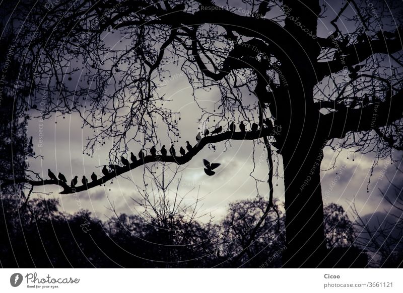 Doves sitting in a row on a tree branch London Street Trip Urlaub Tree Tree trunk Bird birds doves Flying Row Animal Contrast Exterior shot Branch Feather Wing