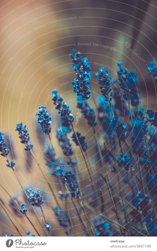 Lavender flowers in BLUE Lifestyle Nature Plant bleed Garden Hope Perspective Transience Colour photo Exterior shot Close-up Detail Deserted Light Shadow